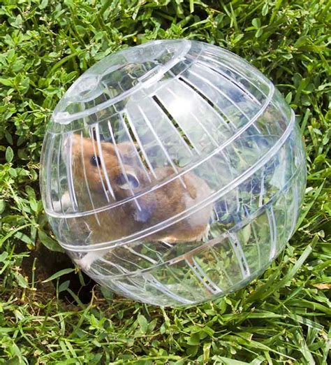 hamster ball for syrian hamster|Amazon.co.uk: Syrian Hamster Balls.